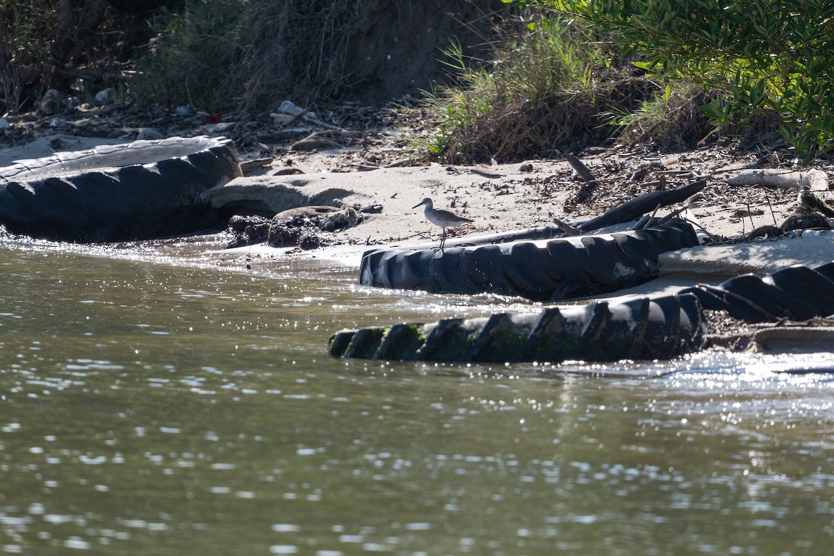 Boz Düdükçün - ML646312415