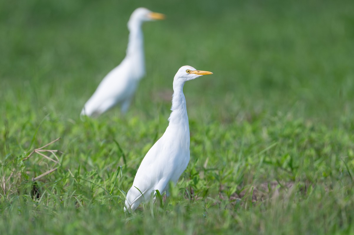 Sığır Balıkçılı - ML646312418