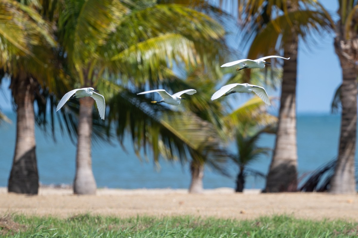 Sığır Balıkçılı - ML646312419