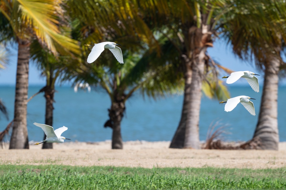 Sığır Balıkçılı - ML646312420