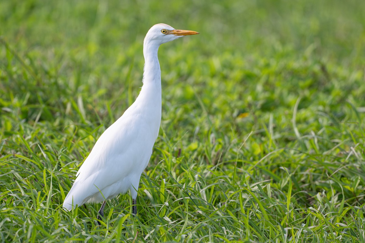 Sığır Balıkçılı - ML646312421