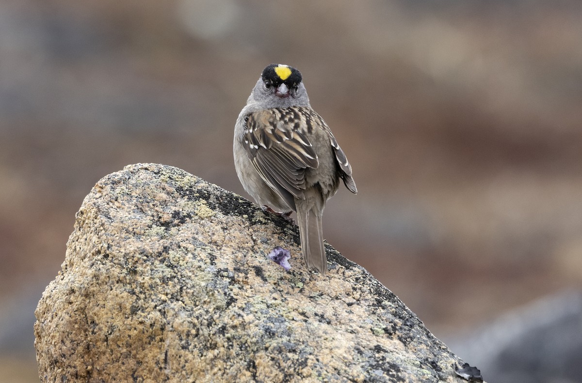 Sarı Tepeli Serçe - ML646312422