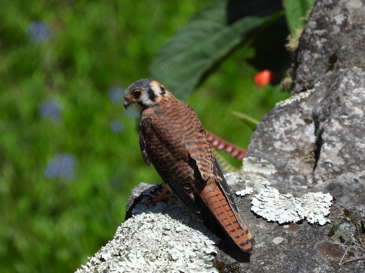 Ala Kerkenez - ML646312423