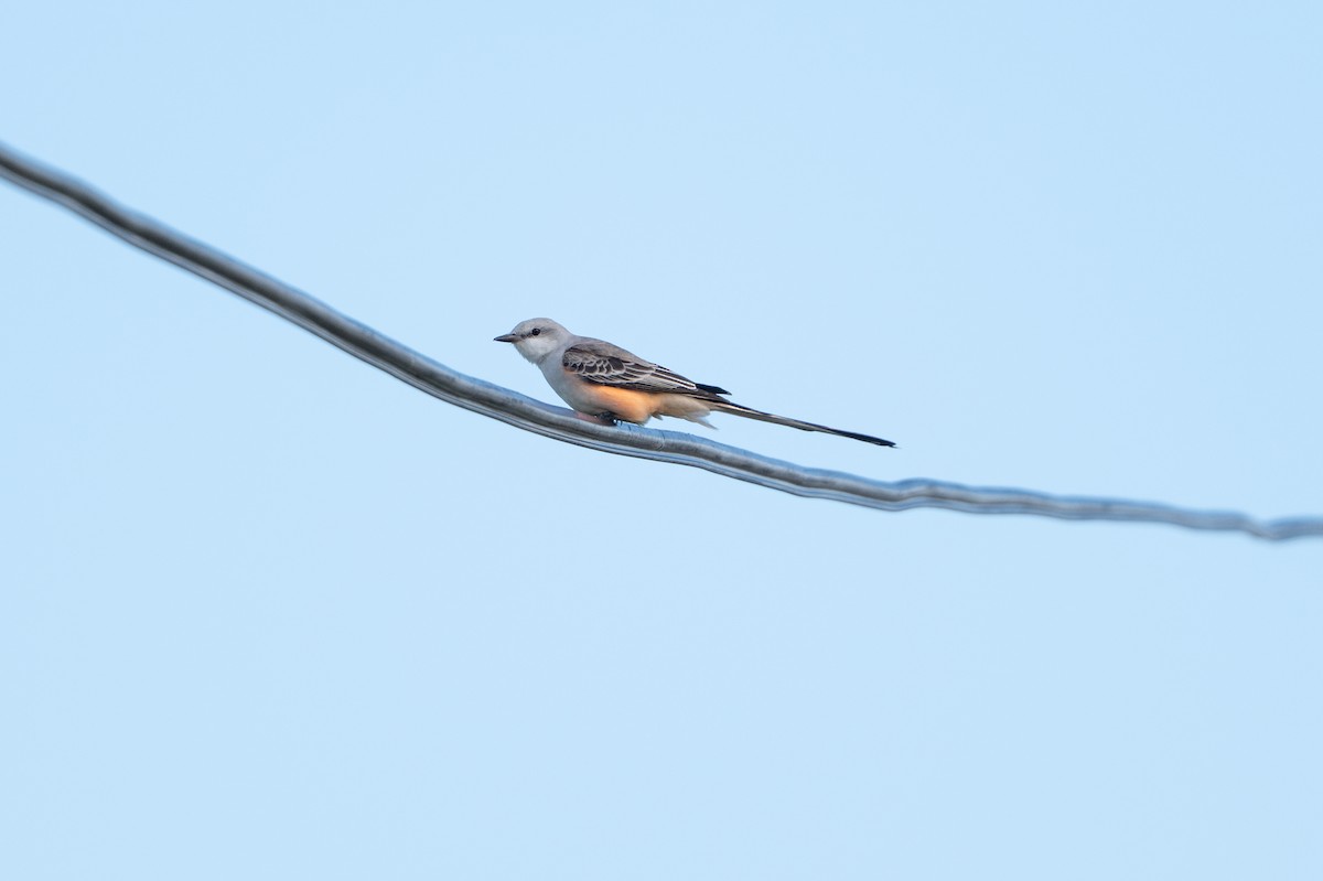 Çatal Kuyruklu Tiran - ML646312424