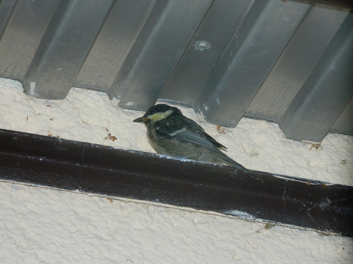 Çam Baştankarası - ML646312425