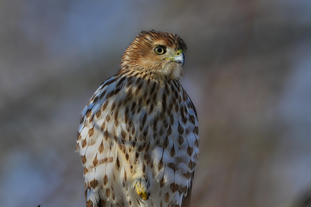 Cooper Atmacası - ML646312426