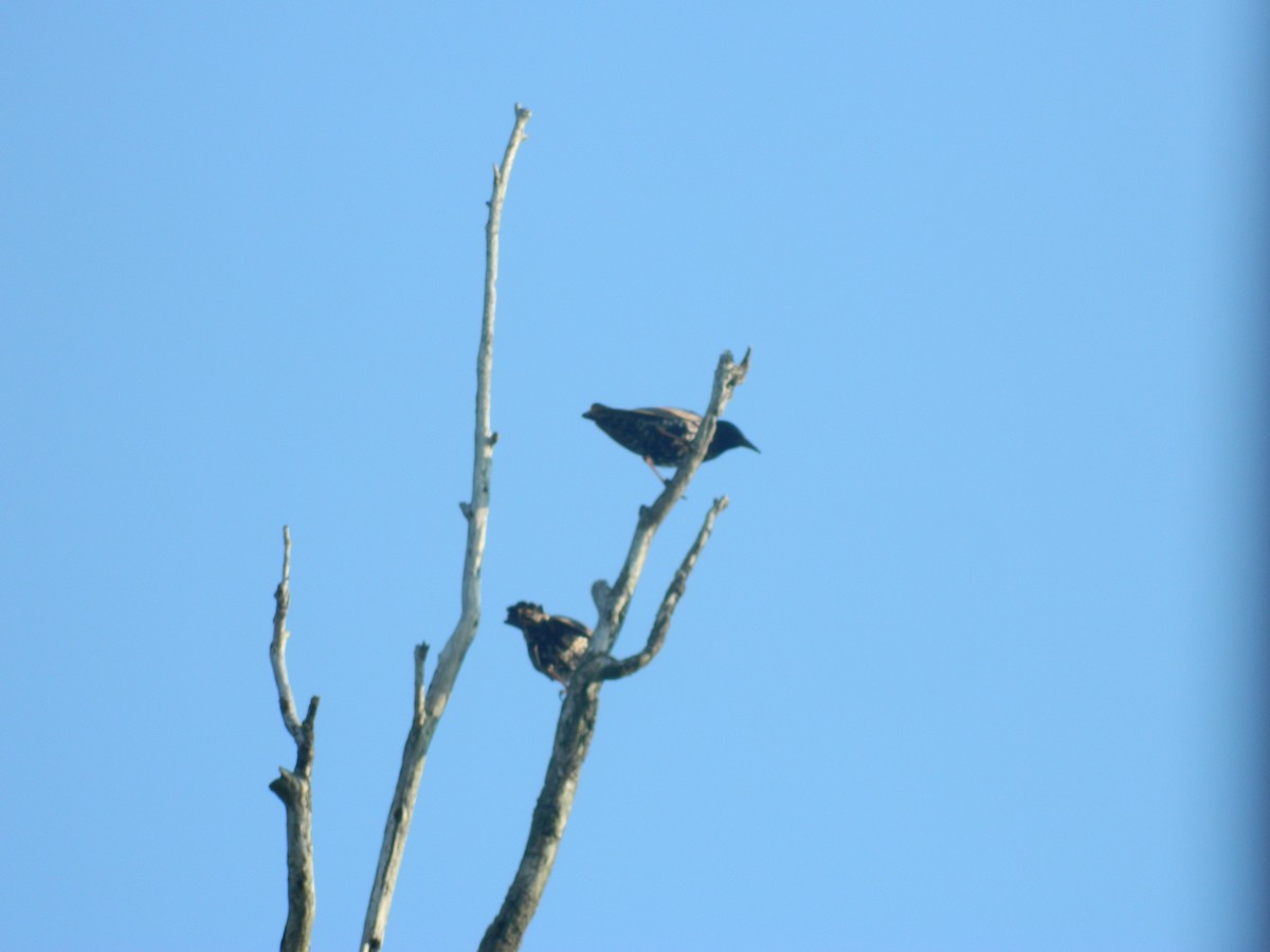 Sığırcık - ML646312427