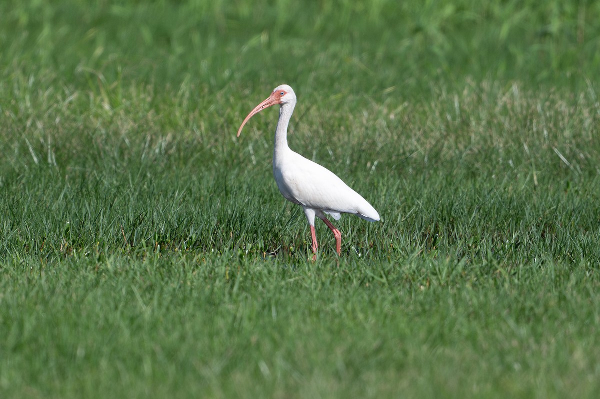 Ak Aynak - ML646312428