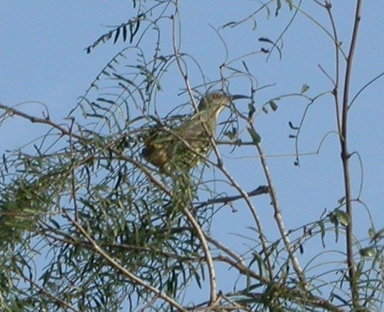 Kıvrık Gagalı Çöpçü - ML646312430