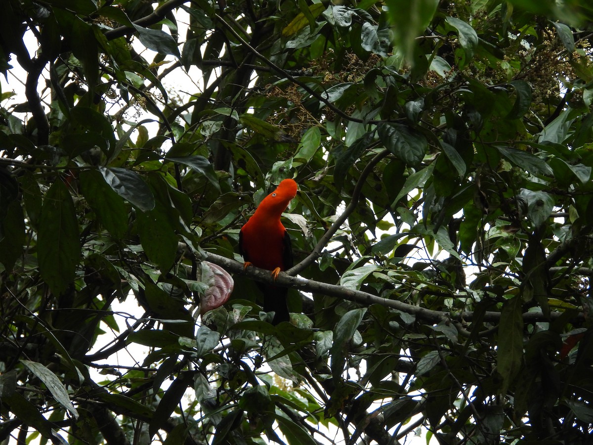 Andean Cock-of-the-rock - ML646312432