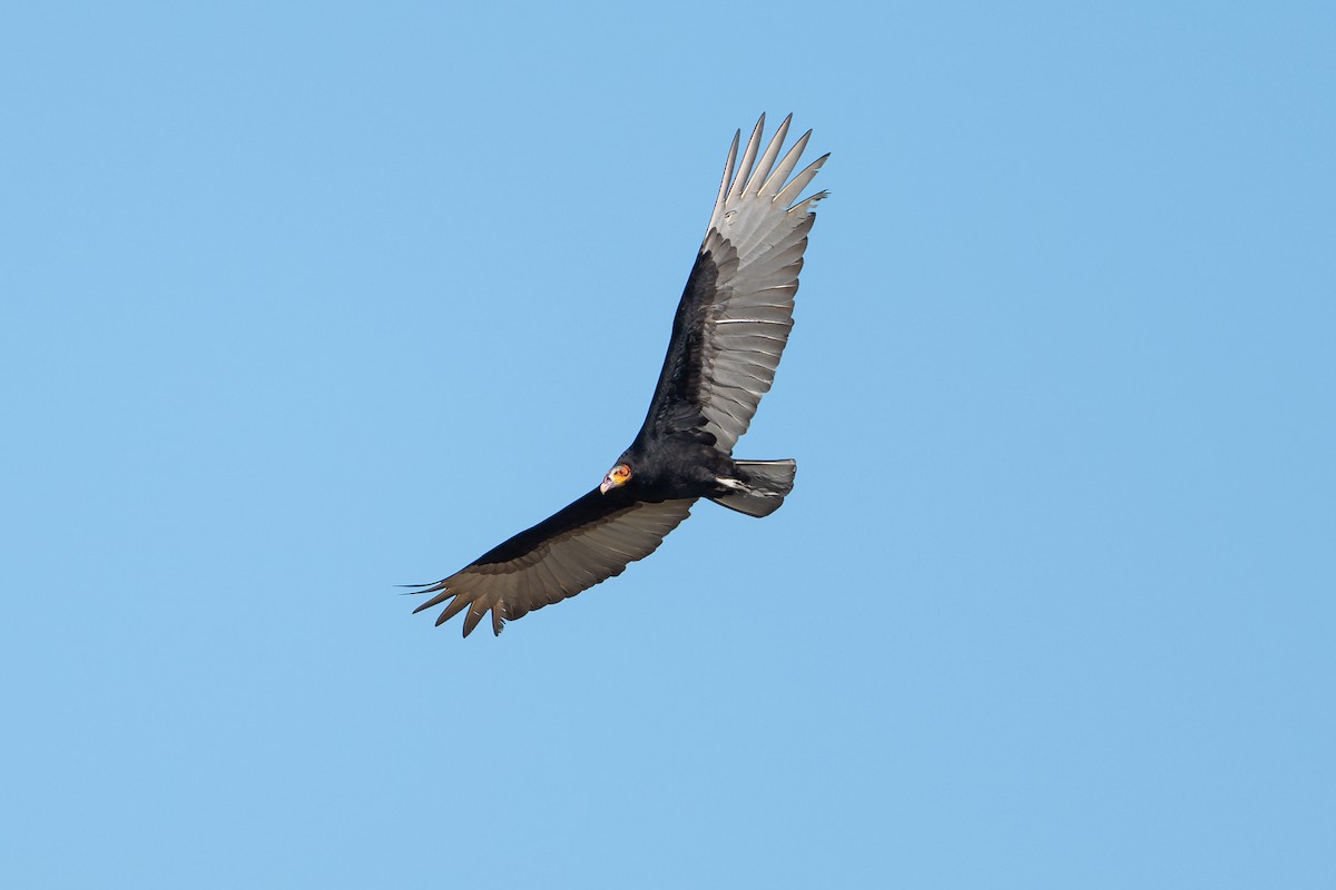 Lesser Yellow-headed Vulture - ML646312435