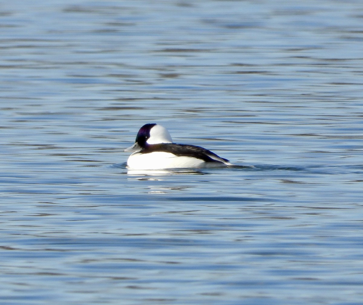 Bufflehead - ML646312437