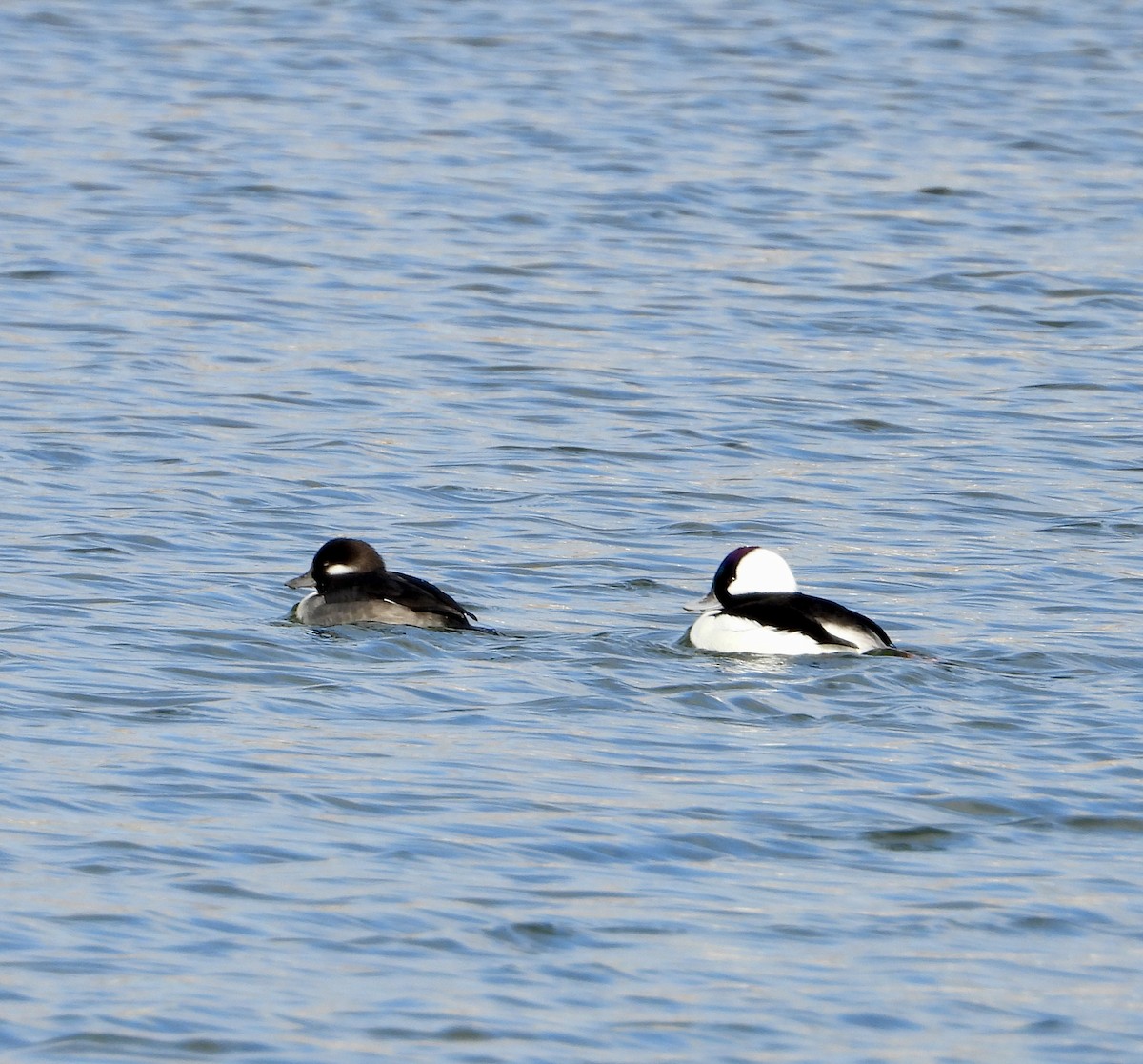 Bufflehead - ML646312438