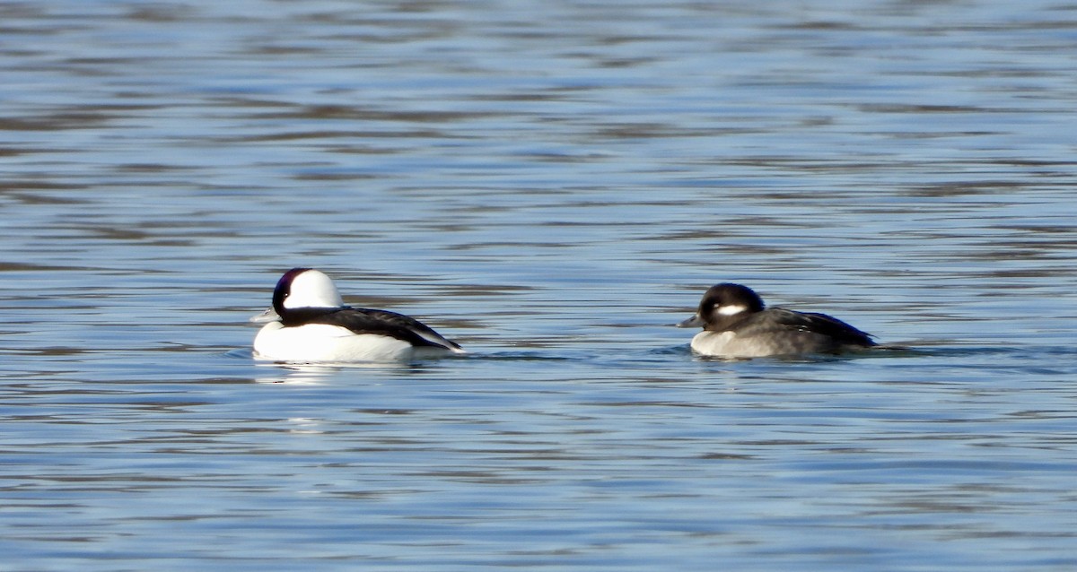 Bufflehead - ML646312439