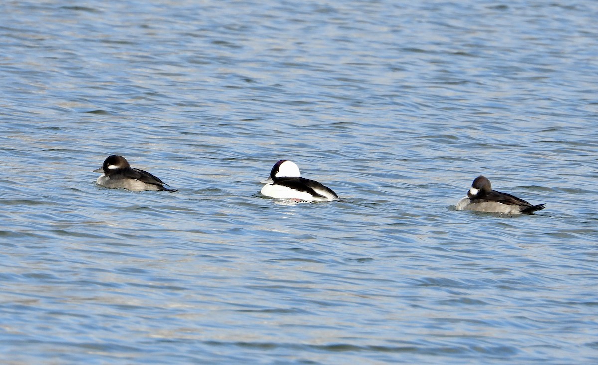 Bufflehead - ML646312440
