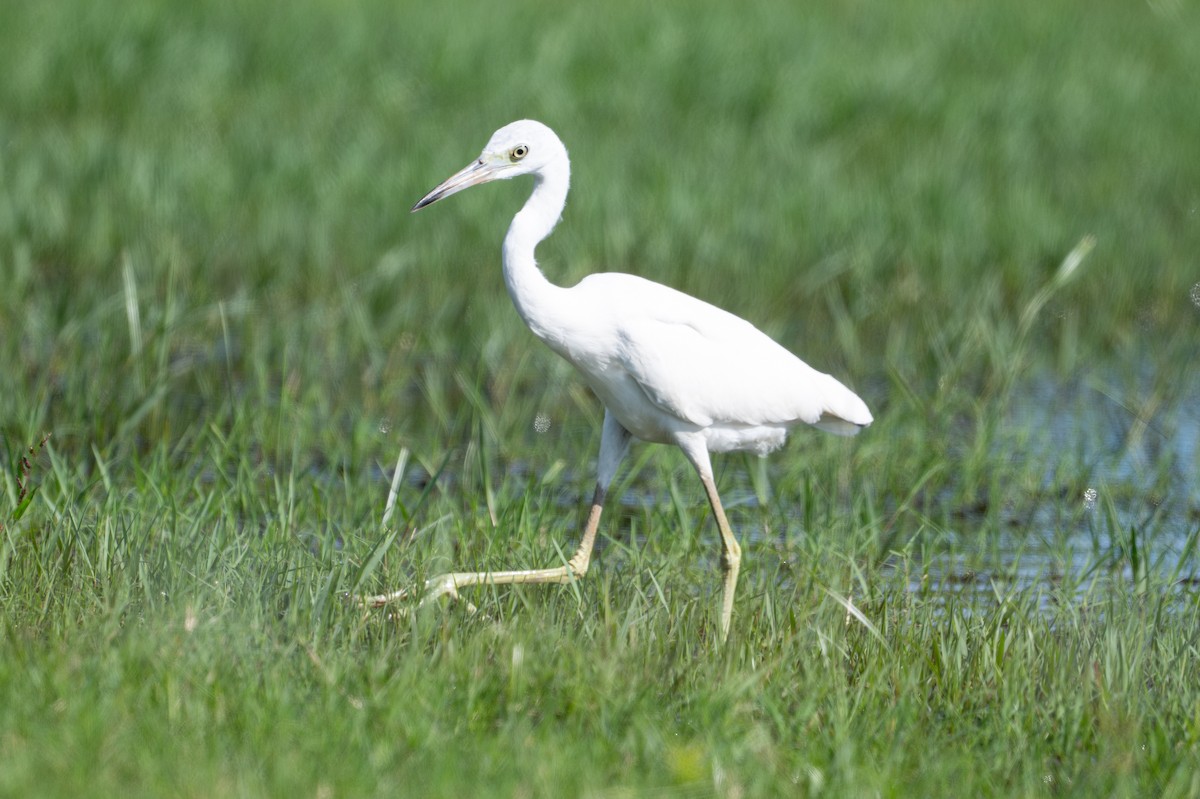 Little Blue Heron - ML646312446