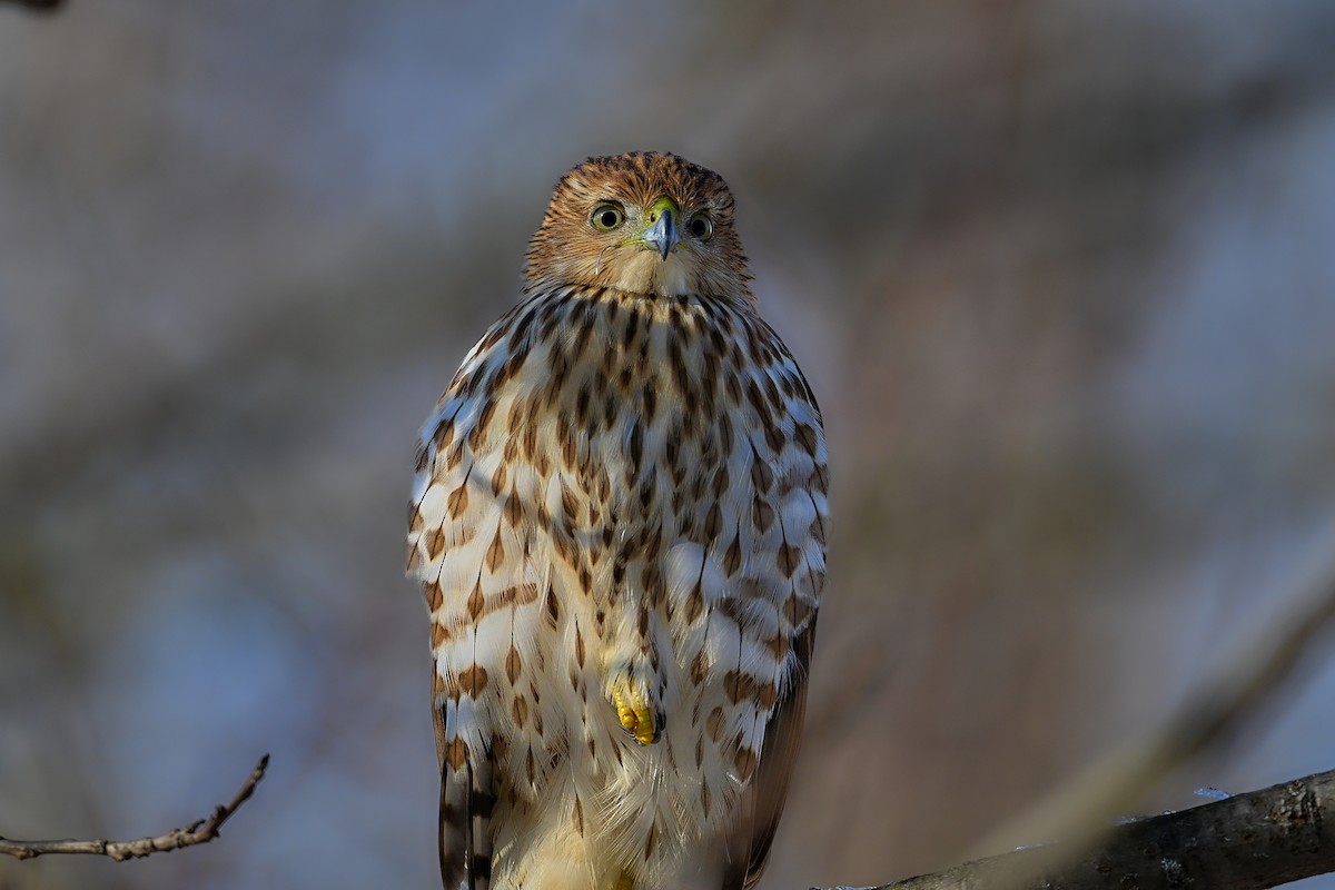 Cooper's Hawk - ML646312454