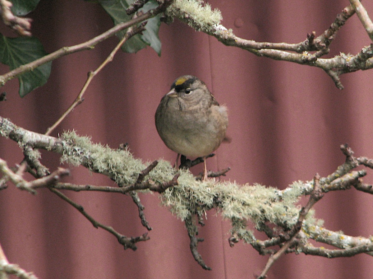 gulkronespurv - ML646312456