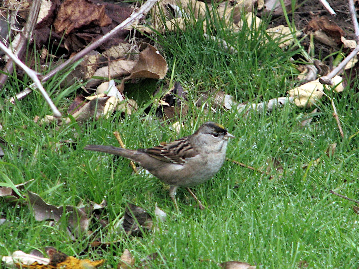 gulkronespurv - ML646312457