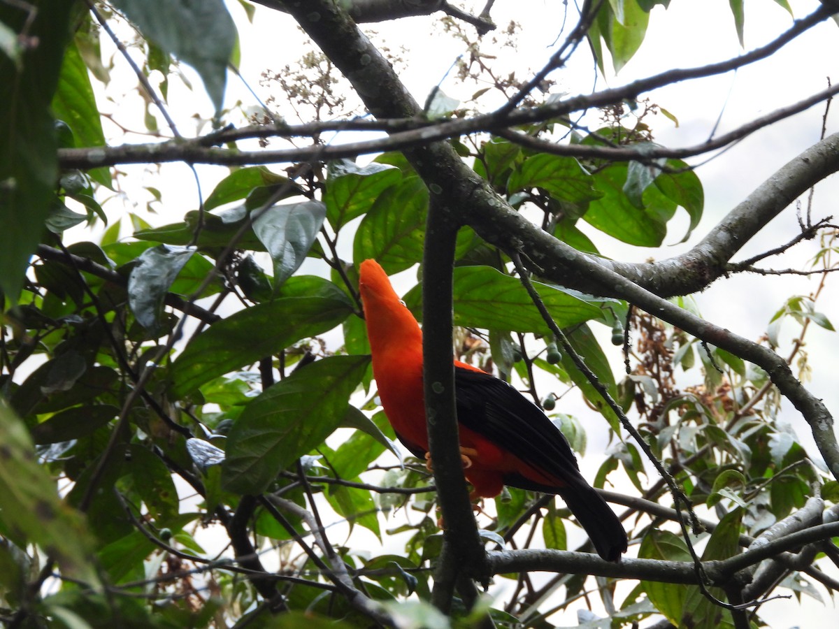 andesklippehane - ML646312460