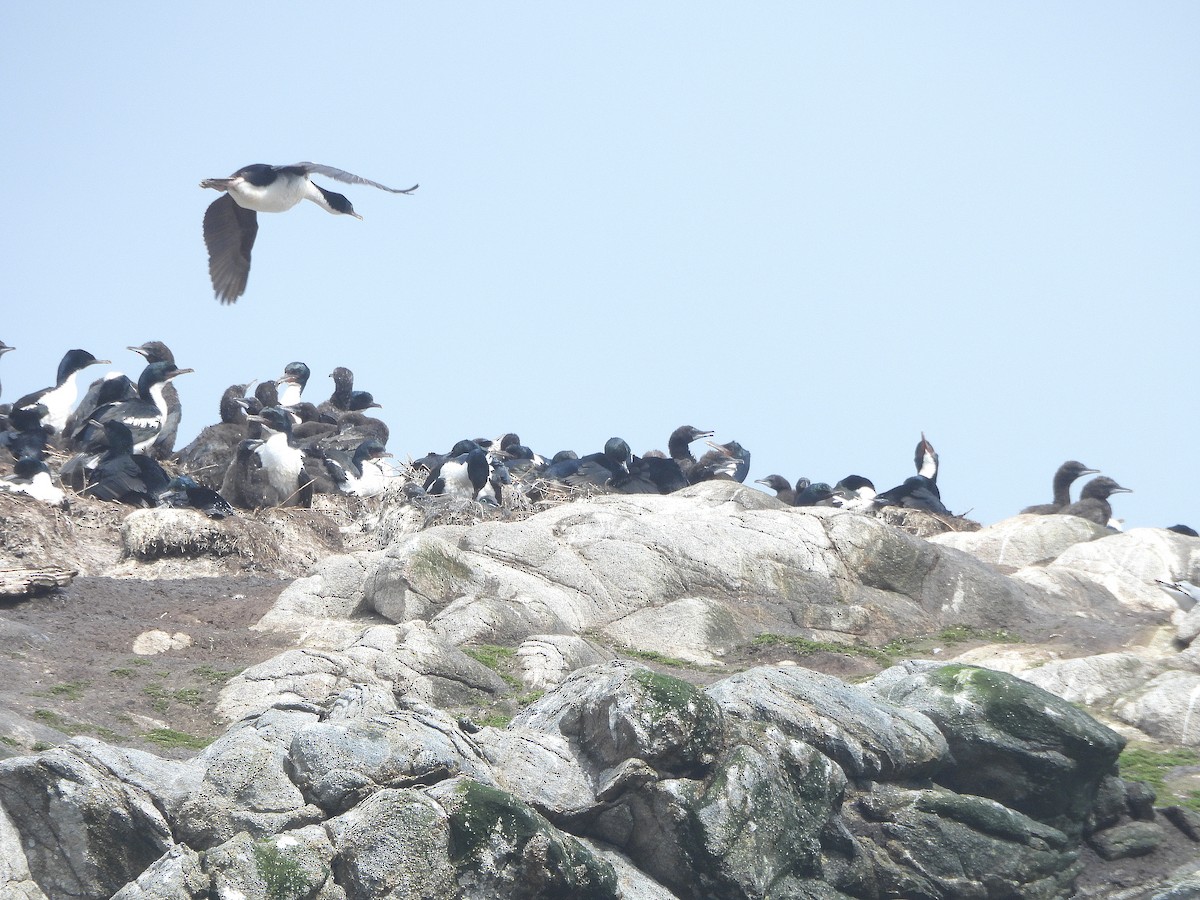 bronseskarv (stewarti) - ML646312461