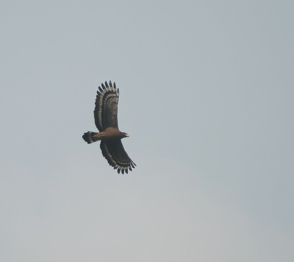 orientsnokørn - ML646312462