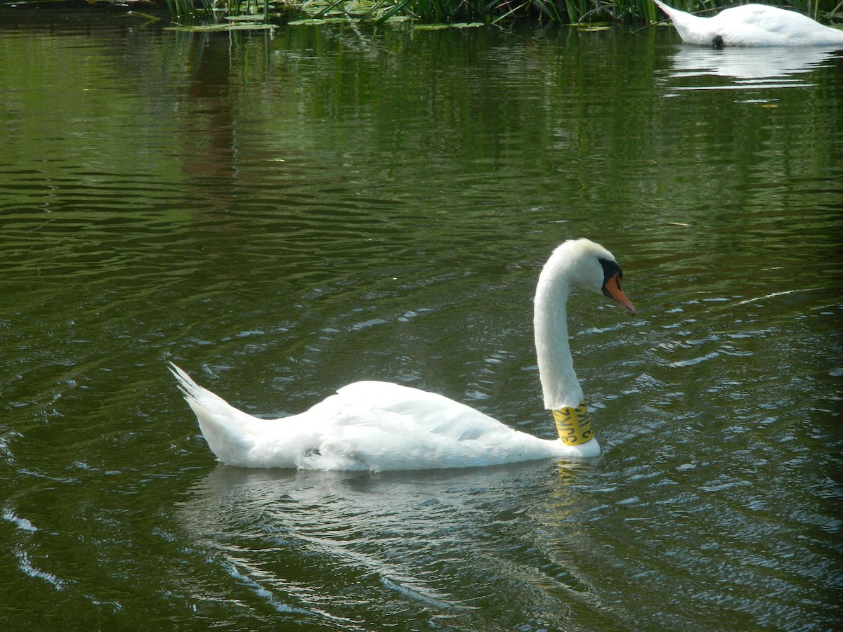 knoppsvane - ML646312463