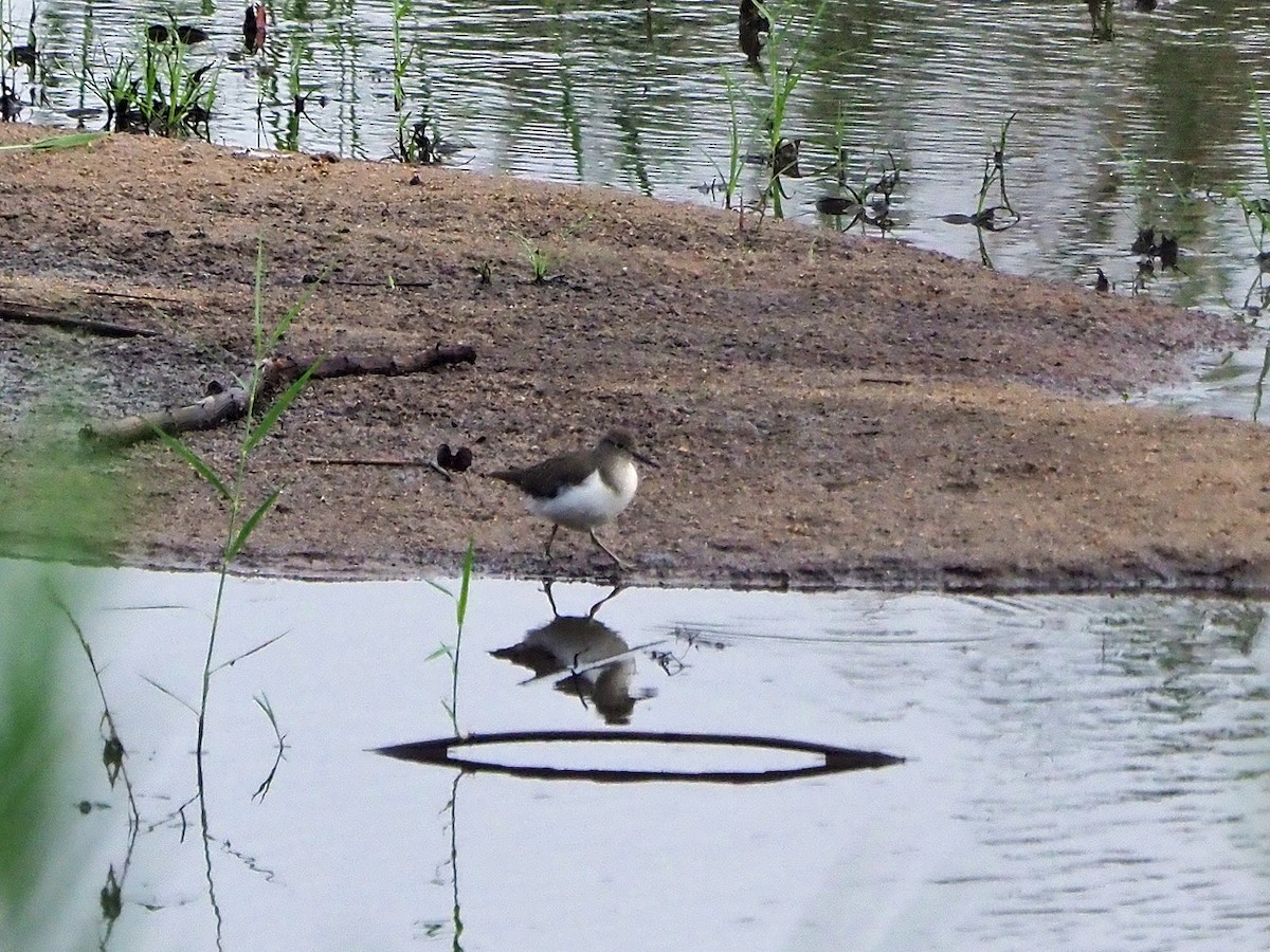 strandsnipe - ML646312464