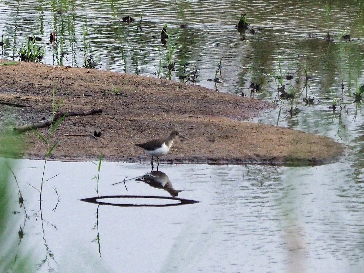 strandsnipe - ML646312465