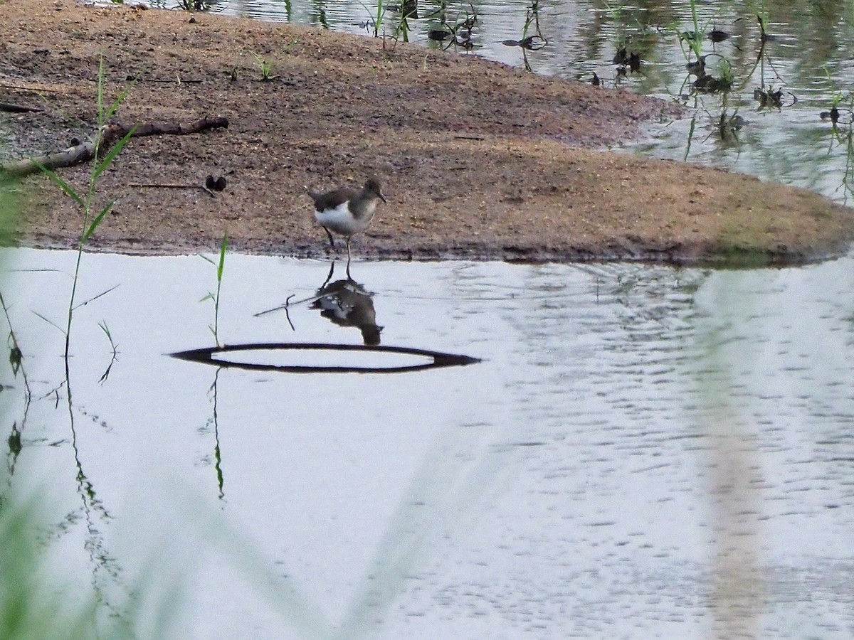 strandsnipe - ML646312466