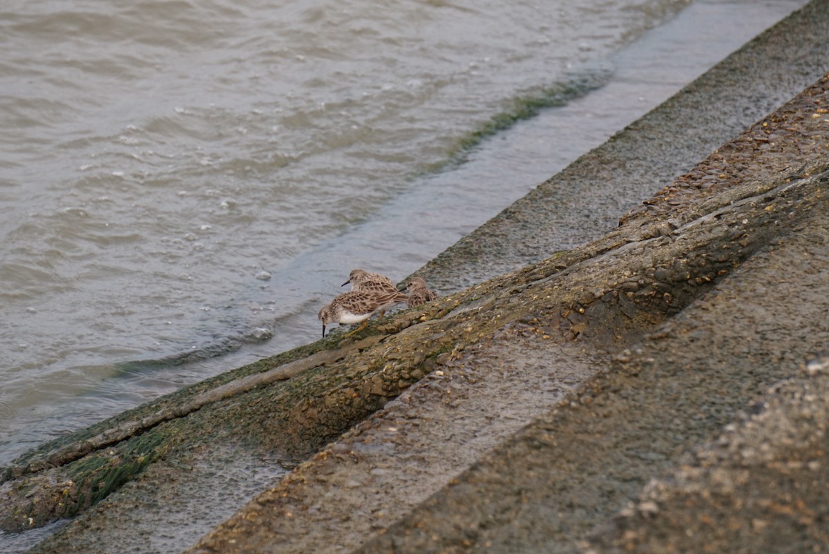 pygmésnipe - ML646312468