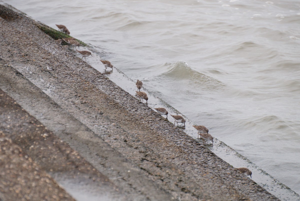 pygmésnipe - ML646312469