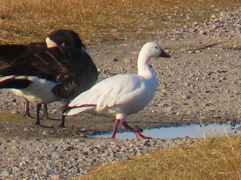 snøgås - ML646312470