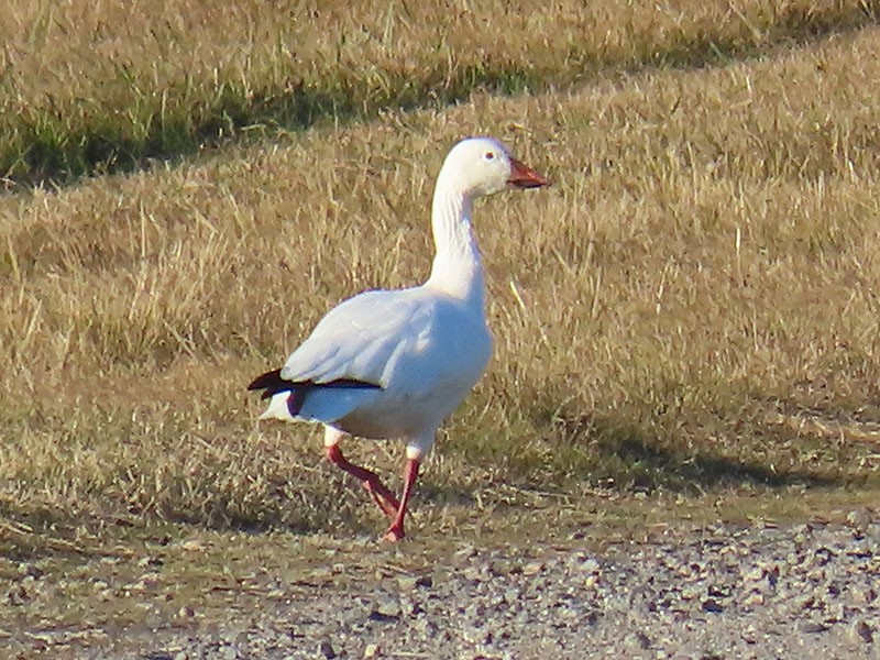 snøgås - ML646312471