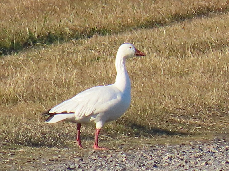 snøgås - ML646312472