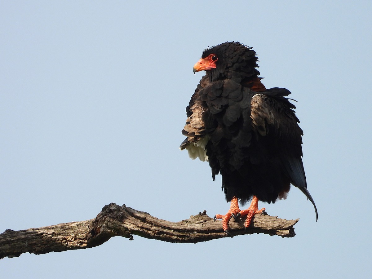 gjøglerørn - ML646312475