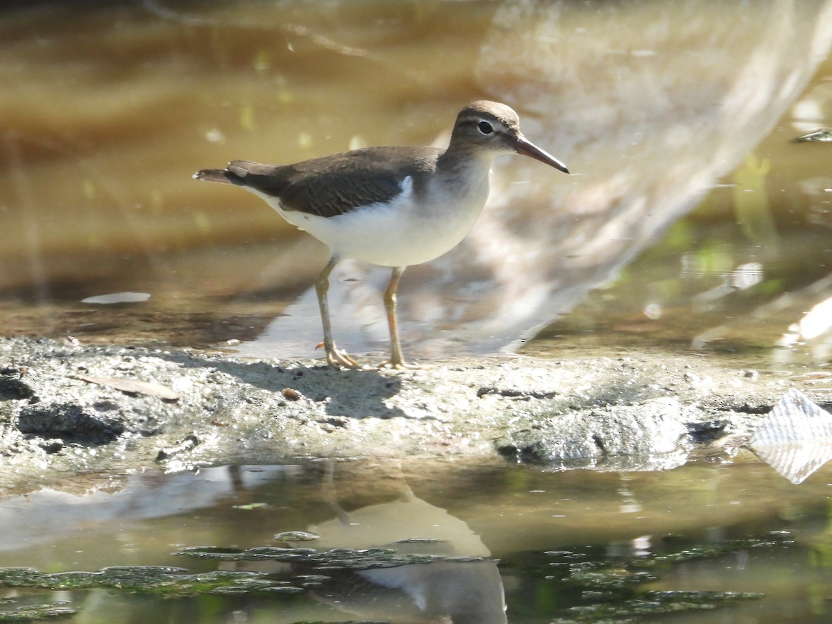 flekksnipe - ML646312476