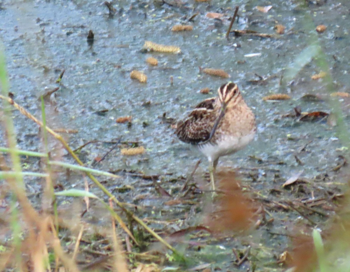 kanadabekkasin - ML646312477