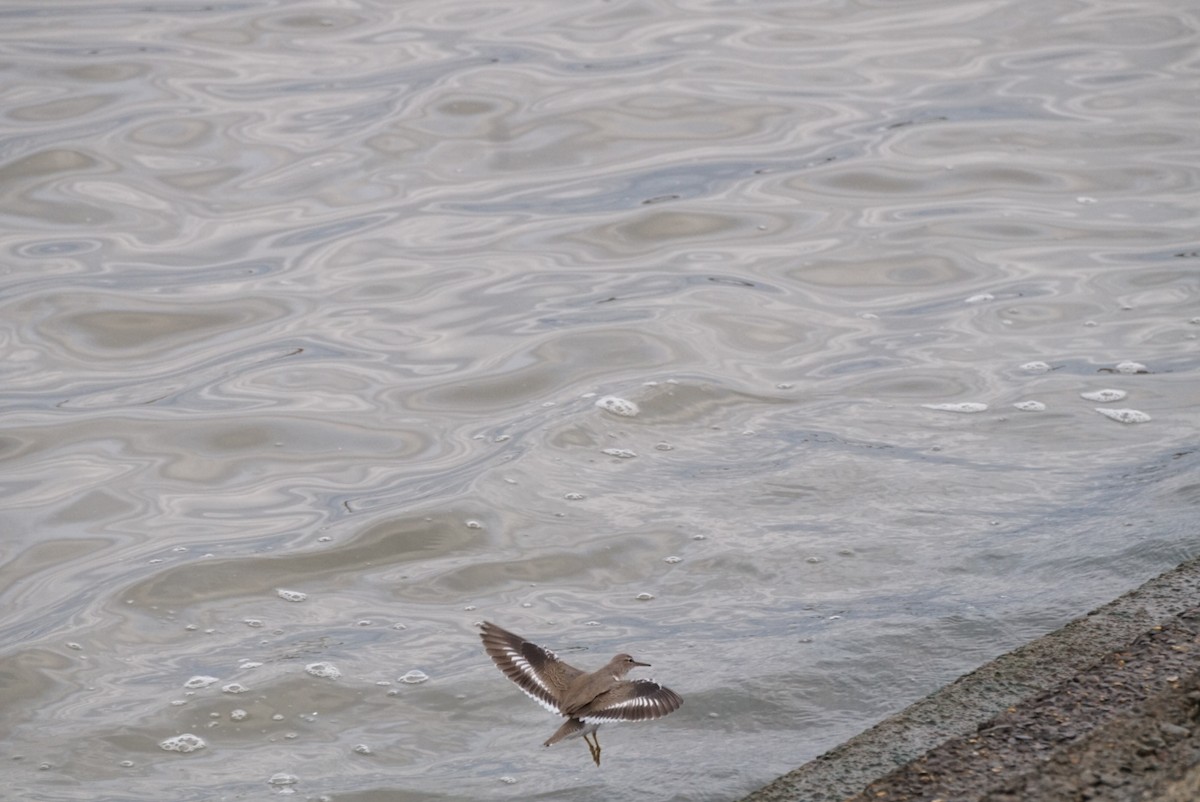 flekksnipe - ML646312478