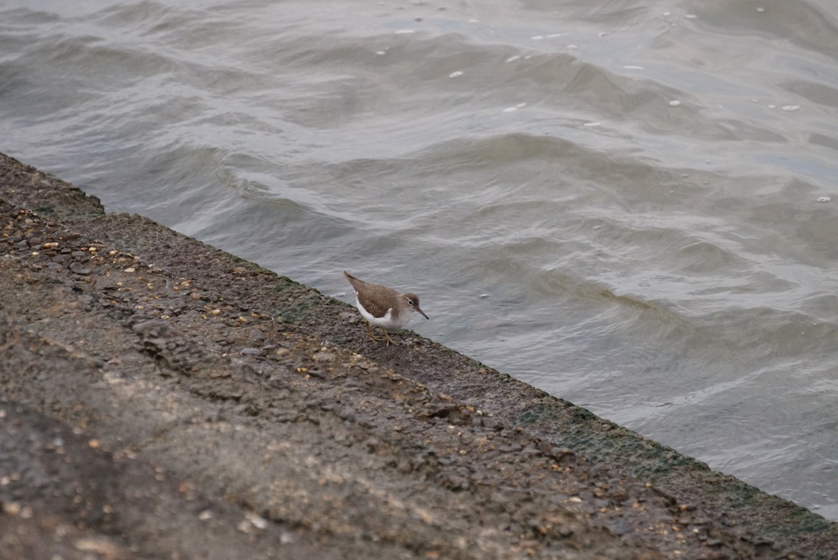 flekksnipe - ML646312479