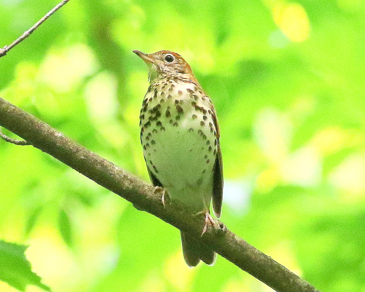 flekkskogtrost - ML646312481