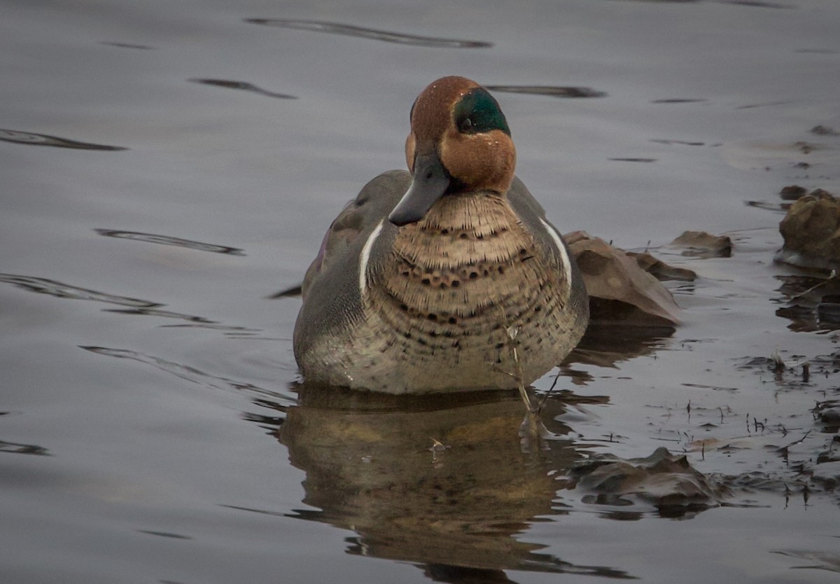 krikkand - ML646312482