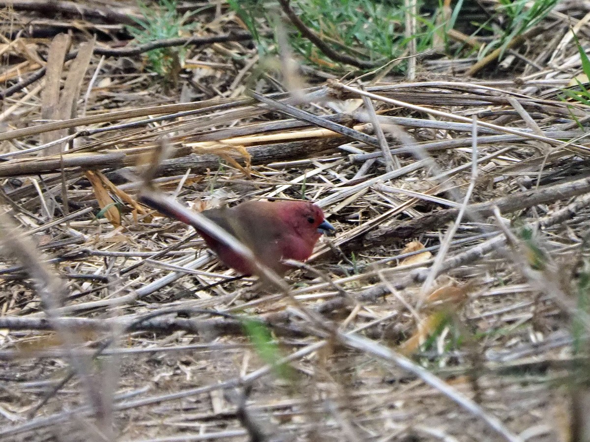 skarlagenamarant - ML646312486