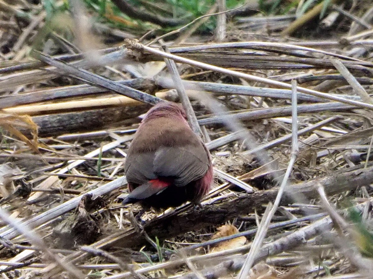 skarlagenamarant - ML646312487