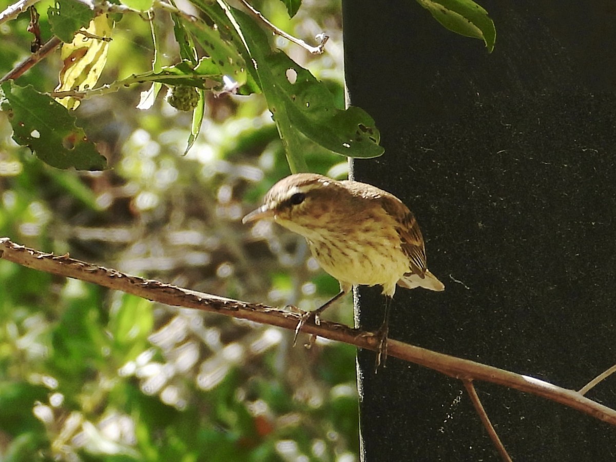 myrparula - ML646312488