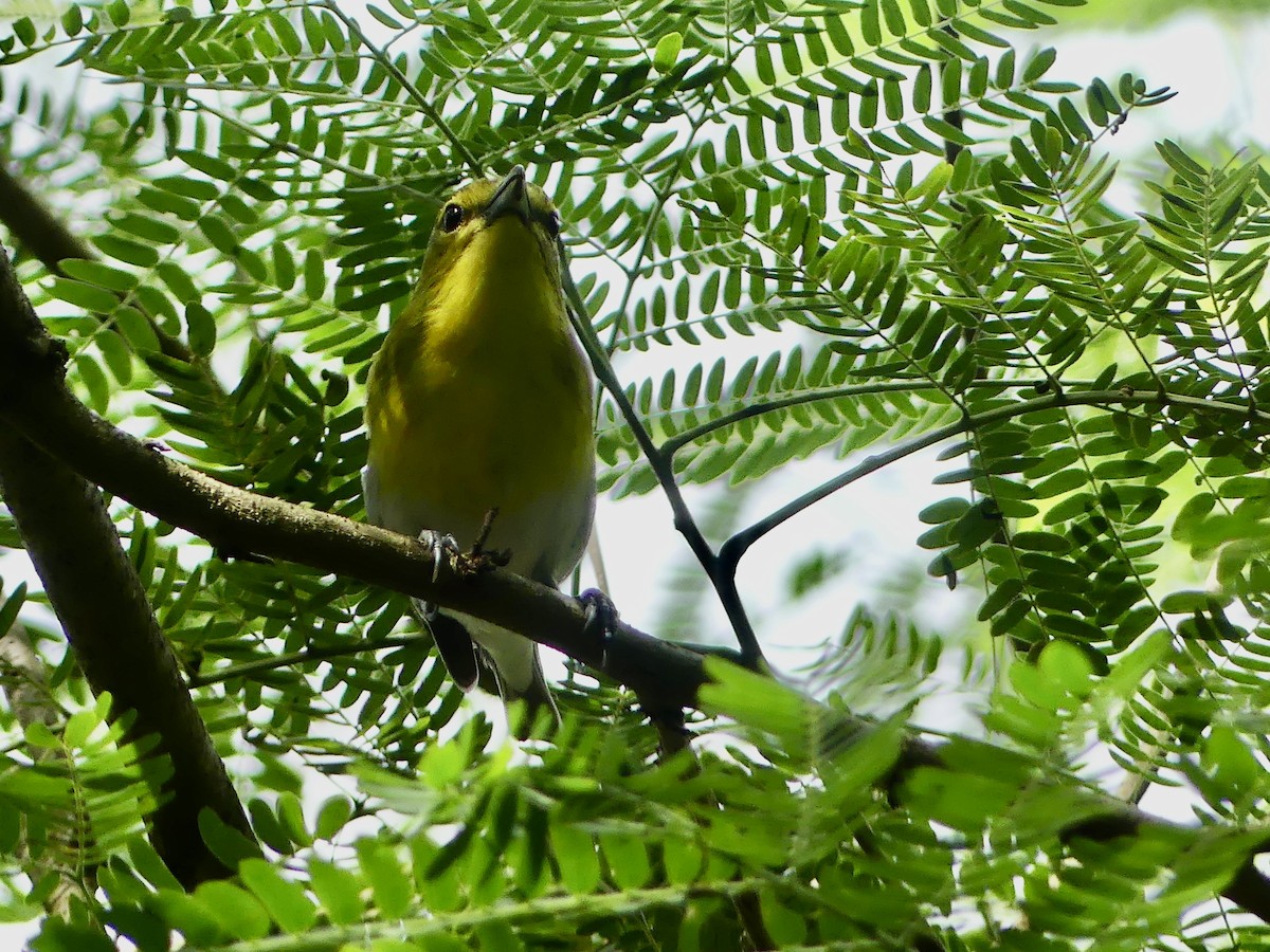 gulbrystvireo - ML646312489