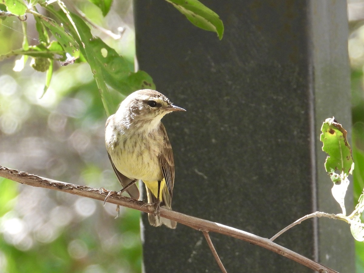 myrparula - ML646312491