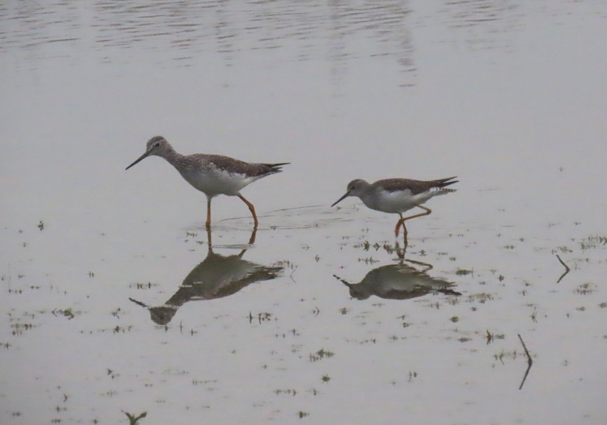 plystresnipe - ML646312493