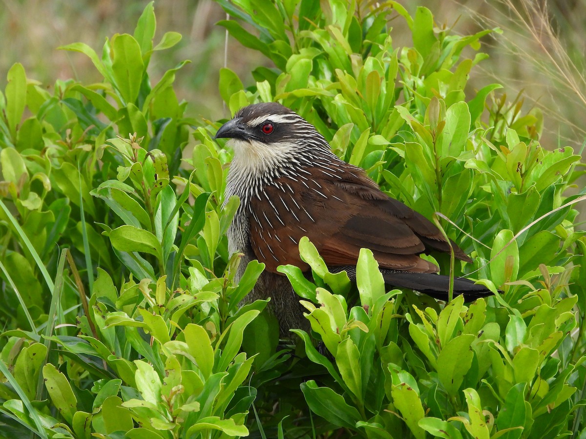 White-browed Coucal - ML646312494