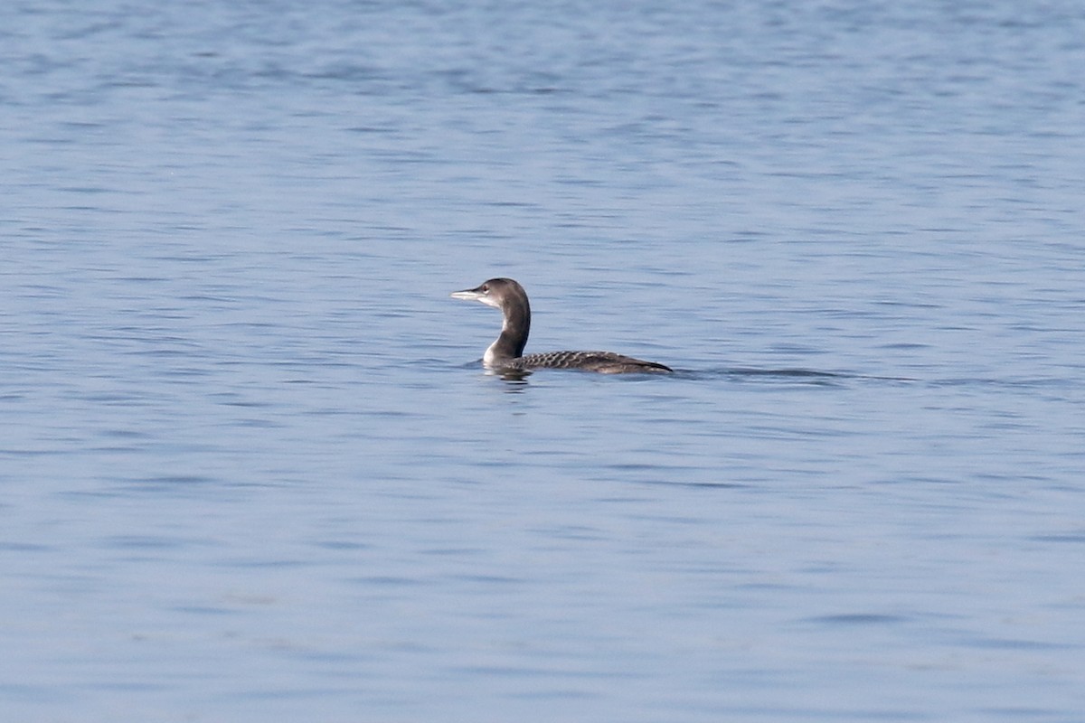 Common Loon - ML646312502